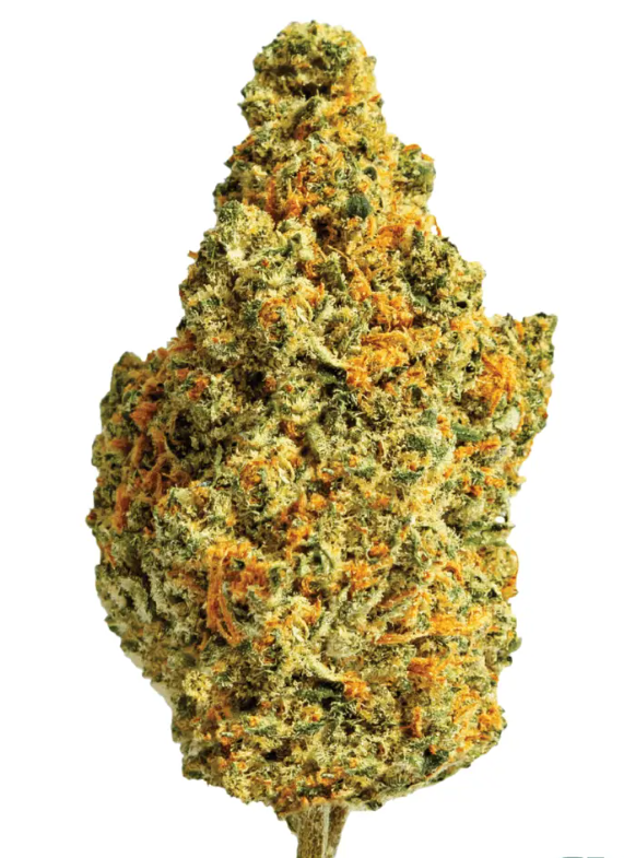 ZOIKS 22/1 TG Tangrini