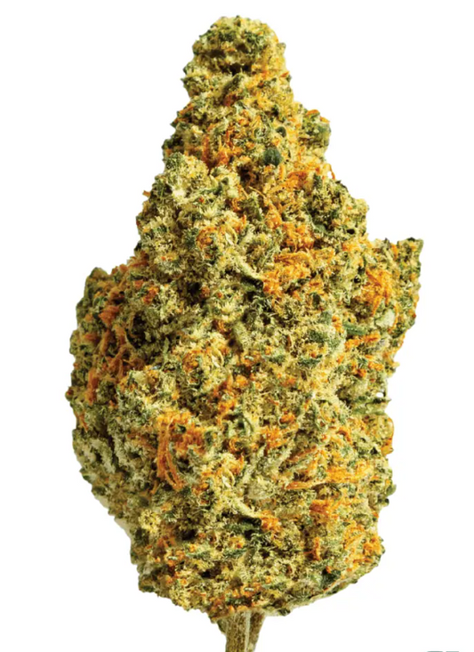 ZOIKS 22/1 TG Tangrini